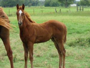 A young Hero's Dashin Lady 